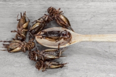 Nutrition et environnement : « manger les insectes, ce n’est pas une solution miracle »
